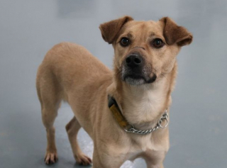 Illustration de l'article : Ignoré par les adoptants depuis plus de 400 jours, ce chien continue de rêver à une vie meilleure