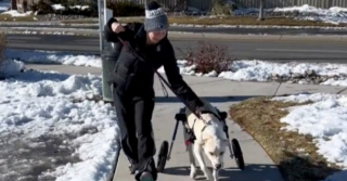 Illustration de l'article : Comment un fauteuil roulant a changé la vie de Sammy, un chien handicapé et abandonné