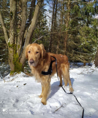 Illustration de l'article : Disparu en forêt, un Golden Retriever est retrouvé sain et sauf par un Jack Russell Terrier