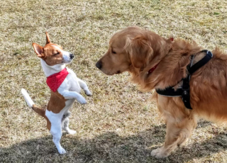 Illustration de l'article : Disparu en forêt, un Golden Retriever est retrouvé sain et sauf par un Jack Russell Terrier
