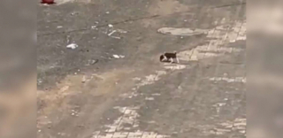 Illustration de l'article : Âgée d’à peine 3 semaines, cette chienne vit dans les rues en espérant croiser la route d’une âme charitable