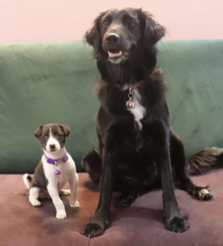 Illustration de l'article : Âgée d’à peine 3 semaines, cette chienne vit dans les rues en espérant croiser la route d’une âme charitable