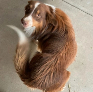 Illustration de l'article : Sauvé de la rue, ce Border Collie au grand cœur prouve sa reconnaissance en réalisant un acte héroïque