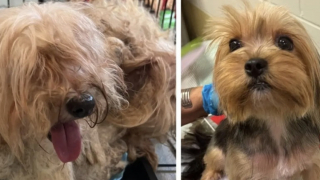 Illustration de l'article : Dépassée par tous ses chiens, cette propriétaire âgée n’arrive pas à subvenir à tous leurs besoins