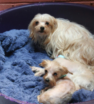 Illustration de l'article : Dépassée par tous ses chiens, cette propriétaire âgée n’arrive pas à subvenir à tous leurs besoins