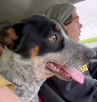 Illustration de l'article : Un couple en road trip recueille Bluey, un bouvier australien perdu