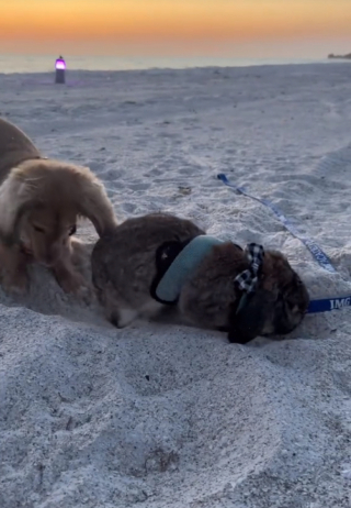 Illustration de l'article : Ce petit lapin et son ami Teckel forment un duo inséparable et s’amusent durant leurs vacances