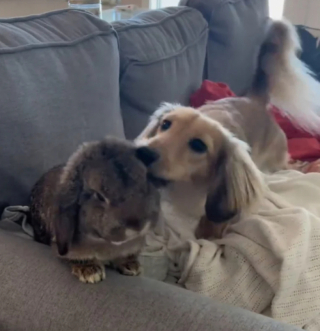 Illustration de l'article : Ce petit lapin et son ami Teckel forment un duo inséparable et s’amusent durant leurs vacances