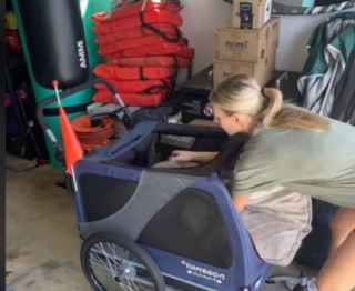 Illustration de l'article : Le Doggyhut : le moyen de locomotion parfait pour les chiens séniors, ayant du mal à se déplacer en promenade (vidéo)