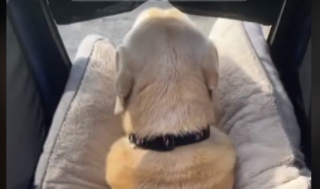 Illustration de l'article : Le Doggyhut : le moyen de locomotion parfait pour les chiens séniors, ayant du mal à se déplacer en promenade (vidéo)