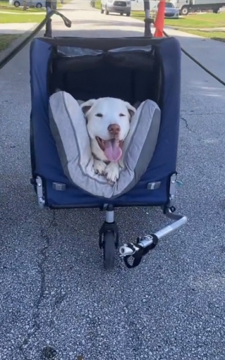 Illustration de l'article : Le Doggyhut : le moyen de locomotion parfait pour les chiens séniors, ayant du mal à se déplacer en promenade (vidéo)