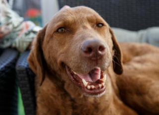 Illustration de l'article : Cette retraitée de 79 ans utilise toutes ses économies pour soigner son Labrador Retriever, atteint d’une pathologie rare