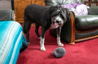 Illustration de l'article : Fergus, le chien écossais, devient un héros en sauvant une voisine de 91 ans