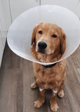 Illustration de l'article : Direction la clinique vétérinaire pour ce Golden Retriever farceur qui a avalé des AirPods