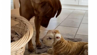 Illustration de l'article : Cette chienne va sauver la vie d’un agneau en lui offrant toute son amitié