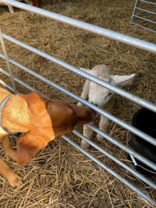 Illustration de l'article : Cette chienne va sauver la vie d’un agneau en lui offrant toute son amitié