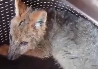 Illustration de l'article : Une famille croit avoir adopté un Husky, mais elle découvre qu’il s’agit d’un tout autre animal