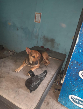 Illustration de l'article : Suite à des soupçons de maltraitance, un chien et 2 chats ont été retirés de manière préventive à leur propriétaire