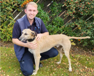Illustration de l'article : Un chien cachectique, découvert abandonné dans une forêt, reprend doucement goût à la vie grâce à une amoureuse des animaux