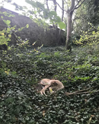 Illustration de l'article : Un chien cachectique, découvert abandonné dans une forêt, reprend doucement goût à la vie grâce à une amoureuse des animaux