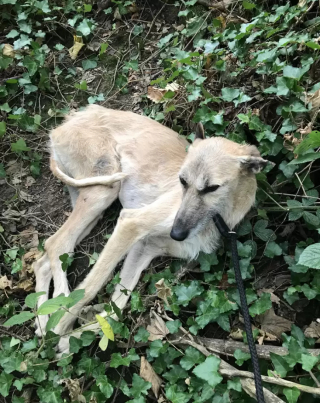 Illustration de l'article : Un chien cachectique, découvert abandonné dans une forêt, reprend doucement goût à la vie grâce à une amoureuse des animaux