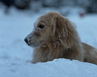 Illustration de l'article : La joie communicative de Timber, la chienne Golden Retriever, qui pleure de joie lorsqu’elle retrouve son Humain préféré (vidéo)