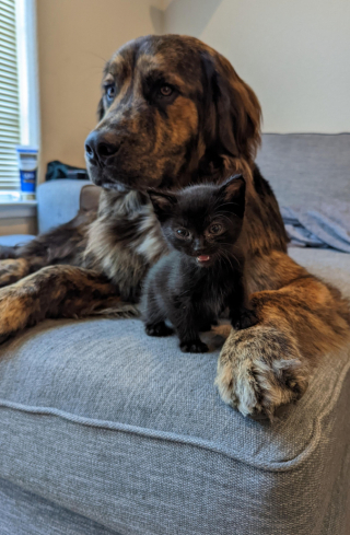 Illustration de l'article : Quand Ozzy, le croisé Bouvier Bernois et Golden Retriever, devient le « papa d’accueil » d’un minuscule chaton