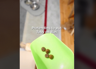 Illustration de l'article : Le propriétaire de ce chien lui faire croire qu’il va suivre un régime (vidéo)