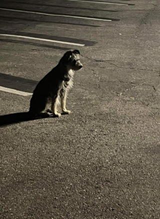 Illustration de l'article : Cette chienne attend le retour de ses maîtres sous l’arbre où ils l’ont abandonnée