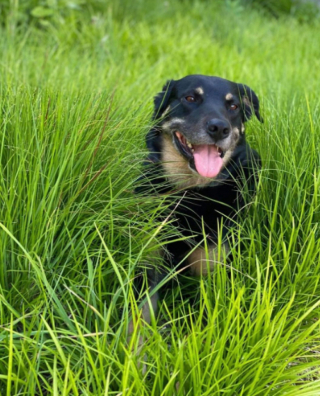 Illustration de l'article : Ce chien fugue 3 fois d’un refuge pour se cacher dans une maison de retraite