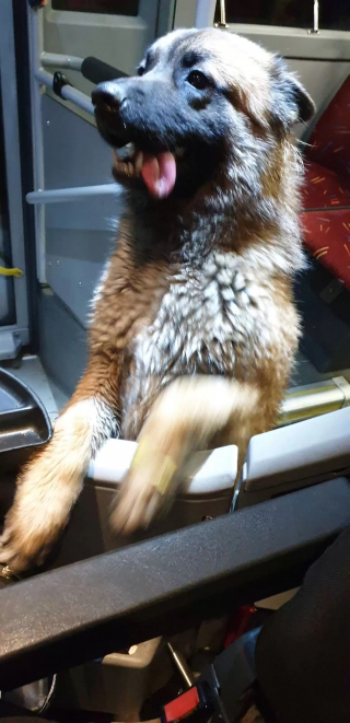 Illustration de l'article : Un chien adorable accoste un chauffeur de bus pour l’aider à rentrer chez lui