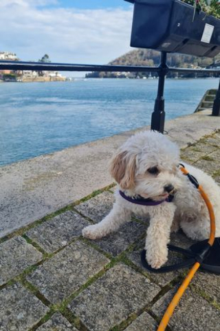 Illustration de l'article : Une chienne trop gourmande doit se faire soigner après avoir dévoré un plat entier de sandwich au poulet