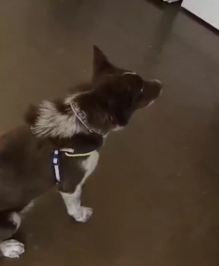 Illustration de l'article : À peine arrivé dans sa famille d’accueil, un chien de refuge fait preuve d’un étonnant comportement envers sa bienfaitrice malade