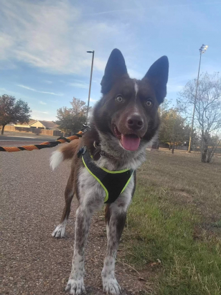 Illustration de l'article : À peine arrivé dans sa famille d’accueil, un chien de refuge fait preuve d’un étonnant comportement envers sa bienfaitrice malade