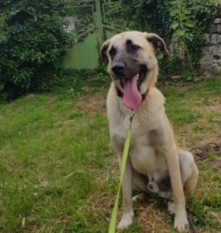 Illustration de l'article : Le long chemin de Rescue, un croisé Berger d’Anatolie, pour trouver sa famille idéale