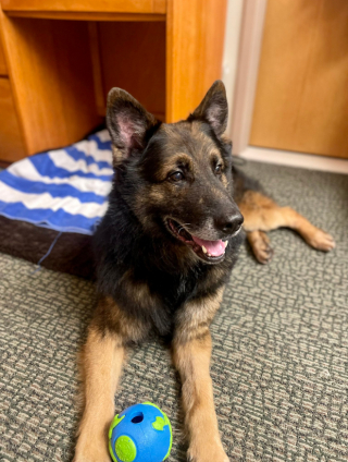 Illustration de l'article : Les retrouvailles de Bady, le Berger Allemand retraité de l’armée, avec son ancien maître-chien