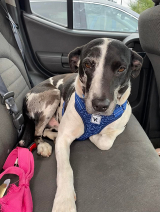 Illustration de l'article : Une femme sauve un chien errant durant le week-end de son anniversaire et finit par l'adopter