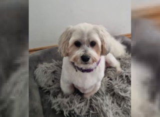 Illustration de l'article : Le long chemin vers la guérison de Bentley, un petit chien abandonné en raison de ses problèmes de santé