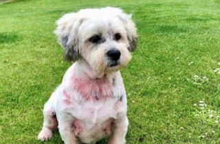 Illustration de l'article : Le long chemin vers la guérison de Bentley, un petit chien abandonné en raison de ses problèmes de santé