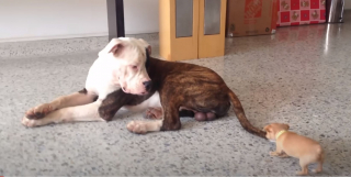 Illustration de l'article : Un jeune Chihuahua &eacute;nergique ose taquiner un imposant American Bulldog pendant sa sieste (vid&eacute;o)