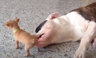 Illustration de l'article : Un jeune Chihuahua &eacute;nergique ose taquiner un imposant American Bulldog pendant sa sieste (vid&eacute;o)