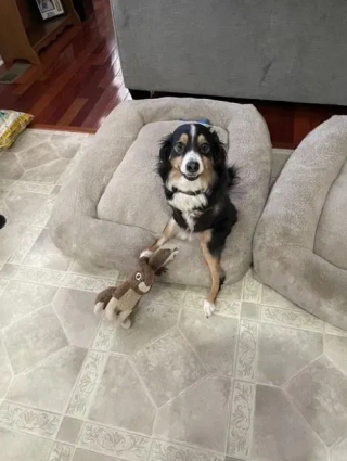 Illustration de l'article : Tobi, le chien sans pattes avant qui inspire la tolérance chez les jeunes élèves