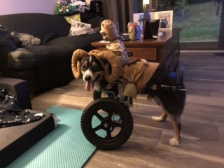 Illustration de l'article : Tobi, le chien sans pattes avant qui inspire la tolérance chez les jeunes élèves