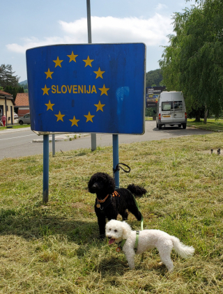 Illustration de l'article : Depuis son sauvetage d’un élevage illégal, ce petit Caniche est devenu un véritable globe-trotter