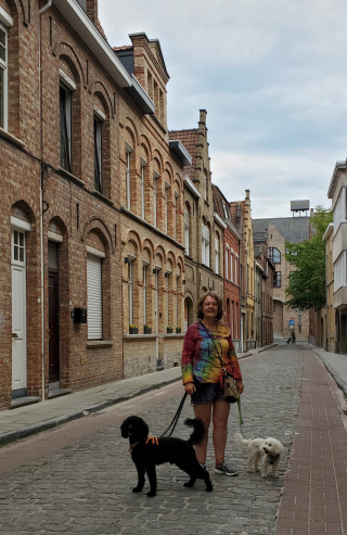 Illustration de l'article : Depuis son sauvetage d’un élevage illégal, ce petit Caniche est devenu un véritable globe-trotter