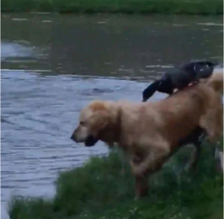 Illustration de l'article : L’adorable amitié entre McGee, le Golden Retriever, et Daffy, un canard Colvert