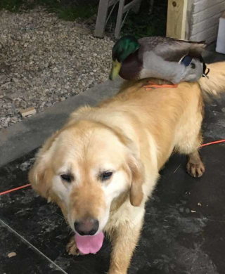 Illustration de l'article : L’adorable amitié entre McGee, le Golden Retriever, et Daffy, un canard Colvert