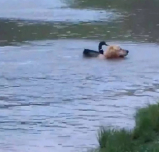Illustration de l'article : L’adorable amitié entre McGee, le Golden Retriever, et Daffy, un canard Colvert