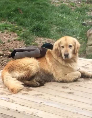 Illustration de l'article : L’adorable amitié entre McGee, le Golden Retriever, et Daffy, un canard Colvert