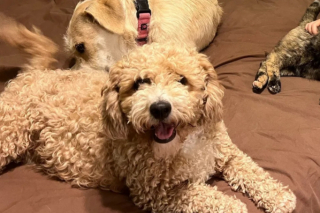 Illustration de l'article : L’histoire inspirante de Lolly, libérée d’une usine à chiots, qui aide désormais ses congénères à surmonter leurs traumatismes